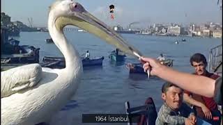1964 -  İSTANBUL&#39; DA PELİKAN İLE KAVGA EDEN GENÇLER &amp; GÜNÜMÜZDE SİYASET KAVGASI EDEN SİYASETÇİLER