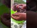 #CuteBabyMonkey #AdorableMonkey #BabyMonkey #CuteAnimals #AnimalLovers #HeartMelting #CuteVideo