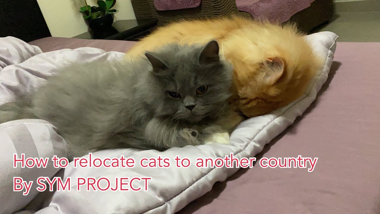 How to relocate your pets to another country YouTube