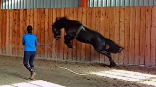 Lunge a stallion for the first time! Friesian Horse.
