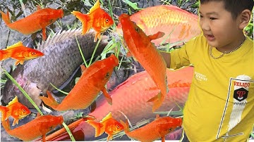 Trò Chơi Câu Cá Thiếu Nhi || BA ANH EM TÁT AO BẮT CÁ CHÉP CÁ DIẾC CÁ RÔ PHI part 5