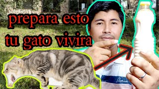 COMO CURAR A UN GATO ENVENENADO O INTOXICADO