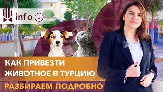 Правила перевозки животных в Турцию. Как перевезти кошку или собаку в Турцию. Ввоз питомцев в Турцию