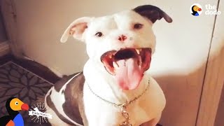 Abused Pit Bull Gets To Be a Dog Again Thanks to Loving Mom | The Dodo Pittie Nation