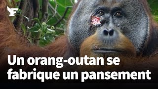 Blessé au visage, un orang-outan fabrique un pansement pour se soigner