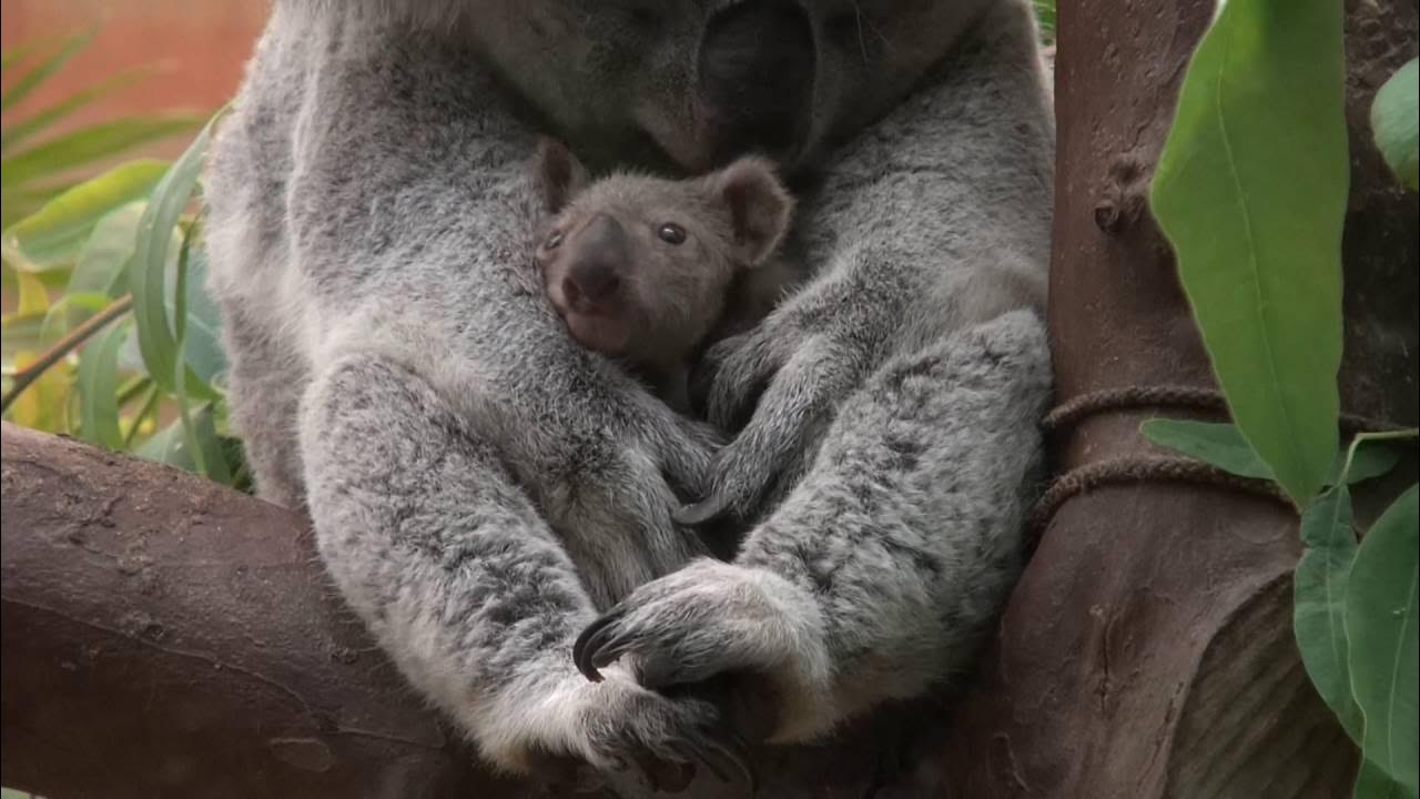 Коала сумка. Сумка коалы. Коала в сумке мамы. Коала с детенышем в сумке. Коала с малышом в сумке.
