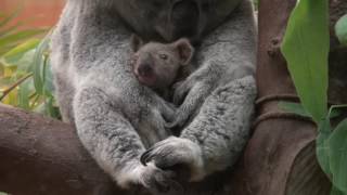 Baby koala Oobi-Ooobi uit buidel Guwara 29-6-2014@Planckendael