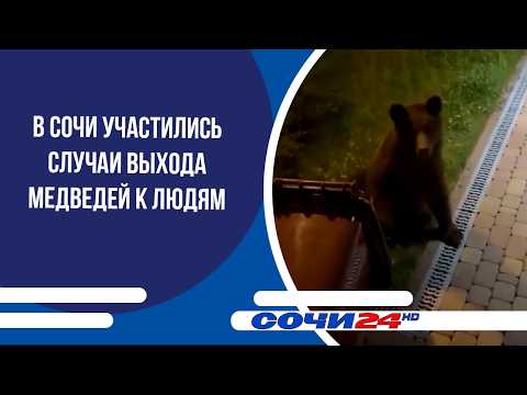 Bear sightings on the rise in Sochi