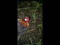 berburu ayam hutan..poin di awal taun gesssss