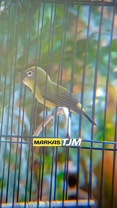 ANCAMAN PLECI JUARA NASIONAL PLECI VINDIE NEMBAK MANTENAN 15 DETIK TANPA PUTUS #plecinembakmantenan