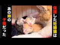 妊婦猫を保護したら、まさかの…【堕胎か出産か悩んだ日々】