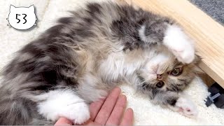 Our kitten makes crazy cute movements with mommy's hand comb. Elle video No.53