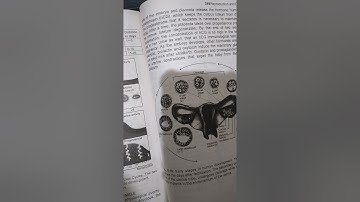 Animal Form and function