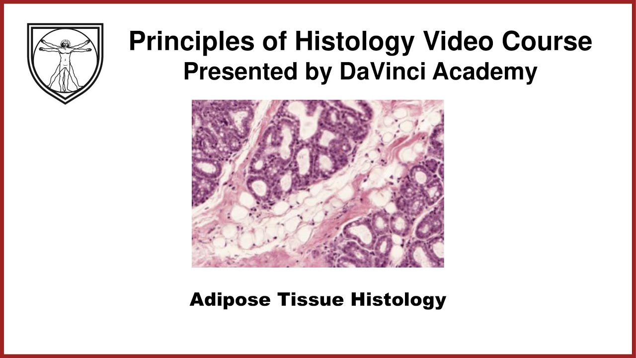 ⁣Adipose Tissue Histology