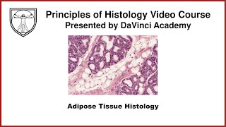 Adipose Tissue Histology