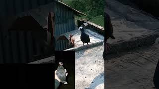 আগে কী রকম ছিল আর এখন তার ঠিকানা নাই ???? shortvideo shortvideo pigeon shortvideo shortvideo