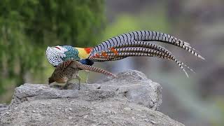 Courting Dance Of Lady Amherst Pheasant