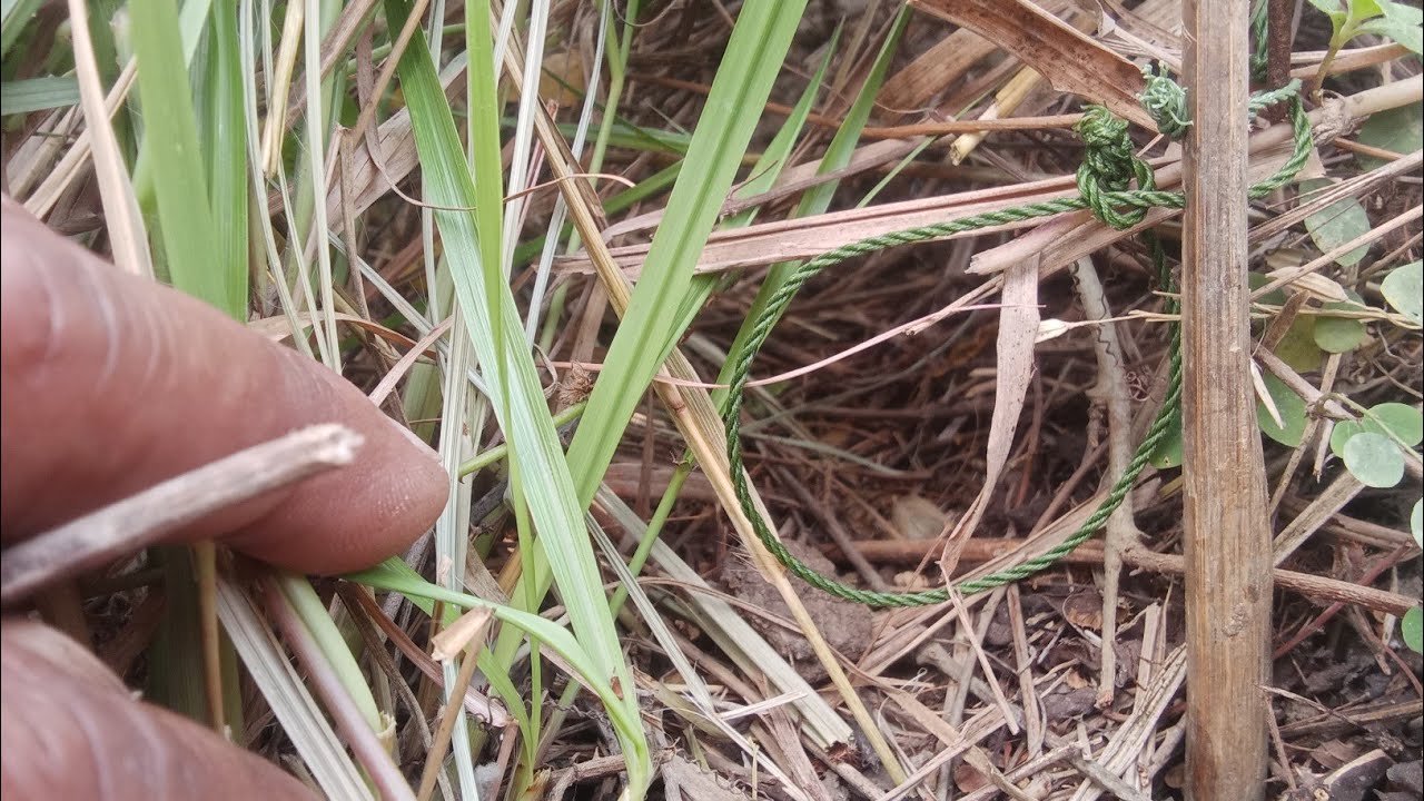 ចេញប្រម៉ាញ់កណ្ដុរទៀតហើយ