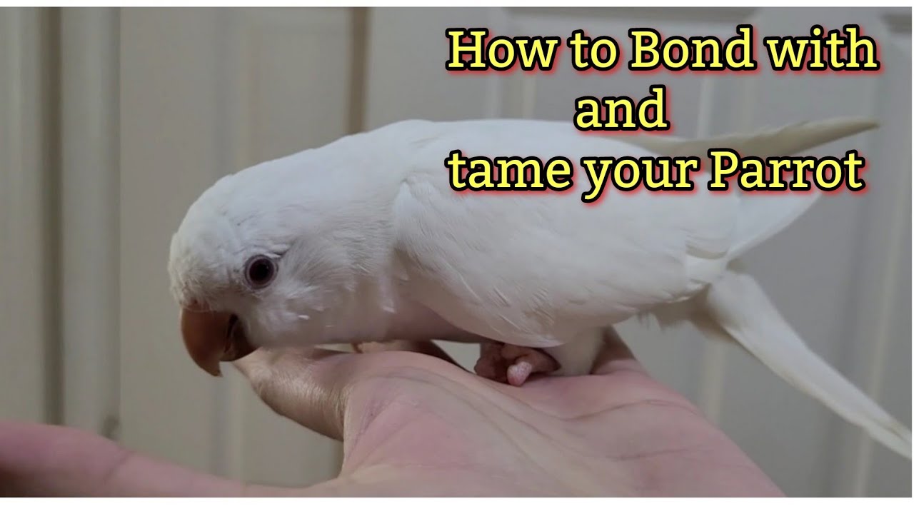 Как приручить попугая-монаха | Как завоевать доверие вашей птицы