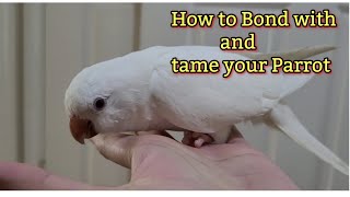 How to tame your  Quaker Parrot |Monkparakeet |Gaining the Trust of your bird