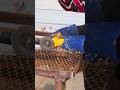 Stick Welded MINI Grill That Packs Flat - Wait Till You See It #shorts #camping #hack