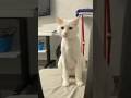 Cute Cat Behavior #cat #funnyshorts #funnyvideo