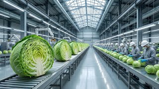 Inside the Modern Cabbage Factory: From Harvest to Jar - The Whole Manufacturing Process