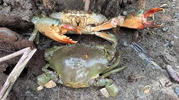 GIANT MUD CRAB Catch | Catching Mud Crab In Dry season | Find Muddy Crab at Mangrove Forest