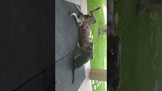 Mãe E Filho Brincando Deixe Seu Like E Compartilhe Obrigada