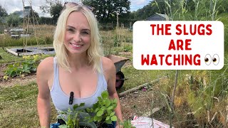 What I’m Planting on My Allotment in July (Will the Slugs Get Them?)