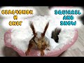 Как бельчонок радуется снегу!!! 🐿❄ How a squirrel rejoices in the snow