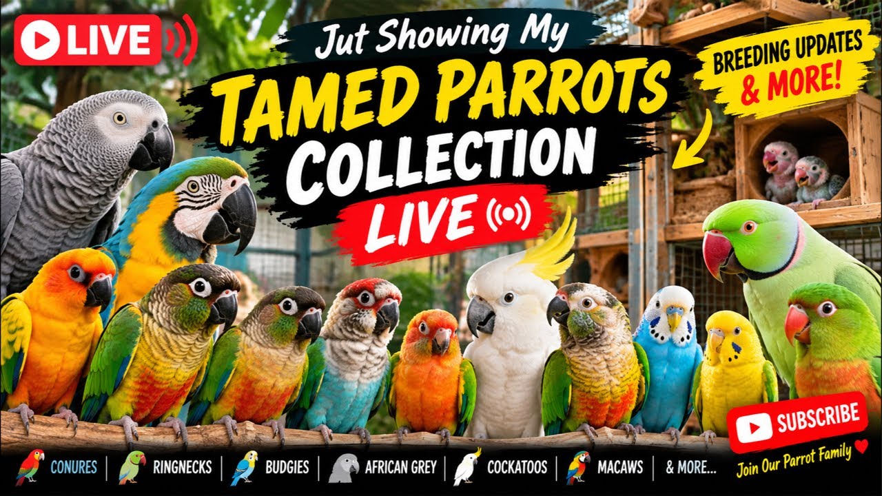 What’s Happening in My Parrot Aviary Today? 🦜 LIVE #live - YouTube