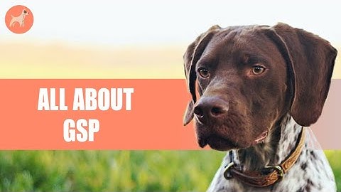 German Shorthaired Pointer “Deutsch Kurzhaar”: Everything You Need To Know