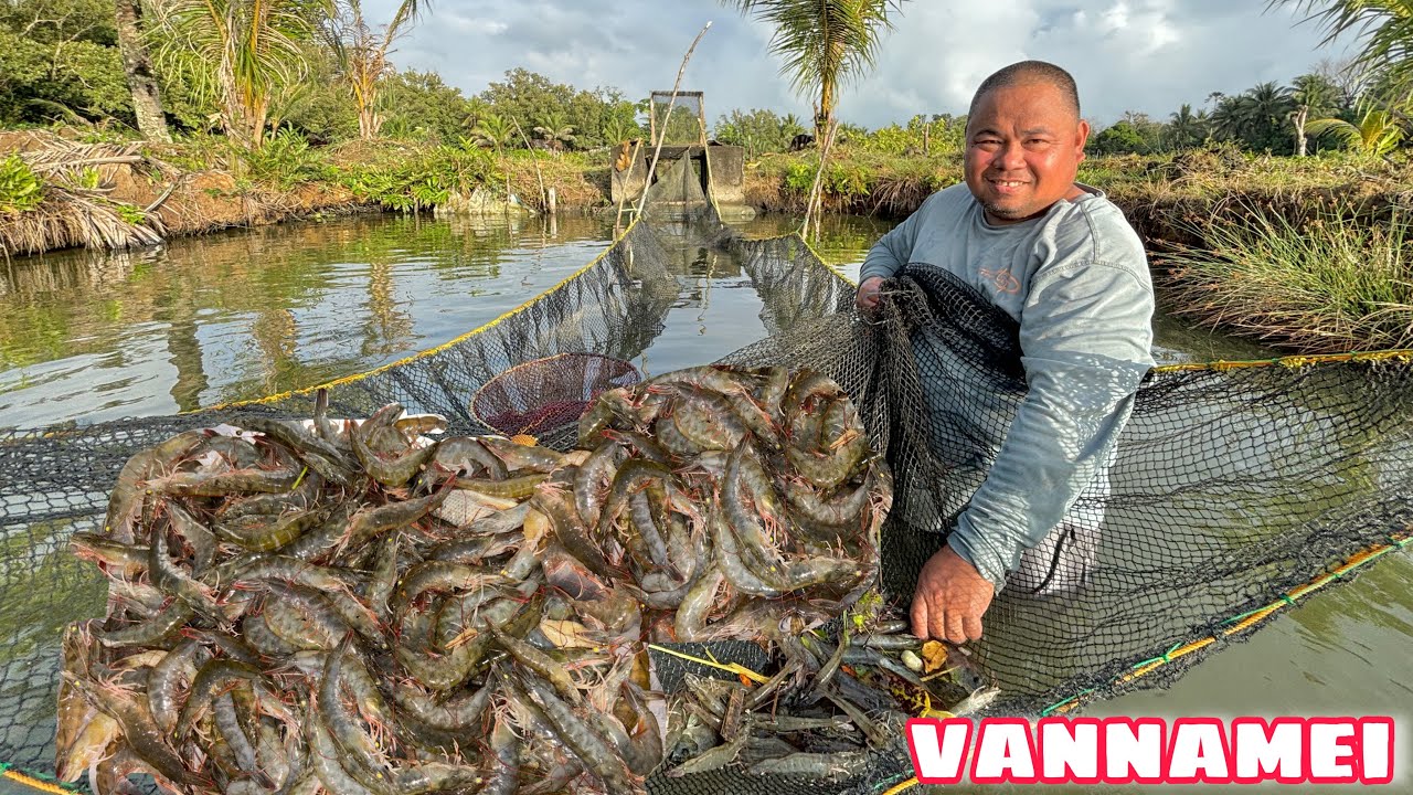 PAMAMANDAW NG LAMBAT | MARAMI ULIT KAMING HULING VANNAMEI