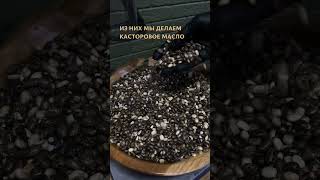 «Касторовое маслице: все секреты». Чем же ценно касторовое маслице?