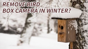 Do You Need to Take Out the Bird Box Camera in Winter? | Birdwatching Gear Guide