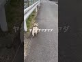 めちゃくちゃからまれる美女 #杏子, #あんこ, #保護犬, #ペキニーズ,  #pekingese, #dog, #猫っぽい, #anko