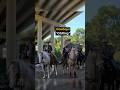 Biker Meets Cowboys on the Road 🤣🔥