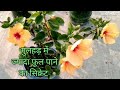 गुलहड़ में ज्यादा फूल कैसे पाएं।How To Care Hibiscus।
