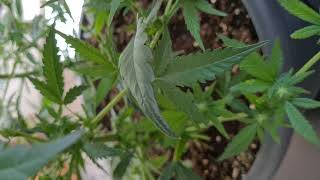Garden harvest Sativa Pflanze etwas entlauben. Blütewoche 3 Tag 20 Jack Herer Haze #gardenharvest