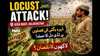 Locusts Attack Dera Bugti Again Today Fresh Locust Swarm Threatens Crops In Balochistan