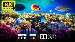 THE OCEAN 8K  ULTRA HD 120 FPS - MOST BEAUTIFUL CORAL REEFS AND UNDERSEA CREATURE ON EARTH