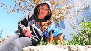 Nicole geht mit ihrem Chihuahua Gassi - Hunde Video für Kinder