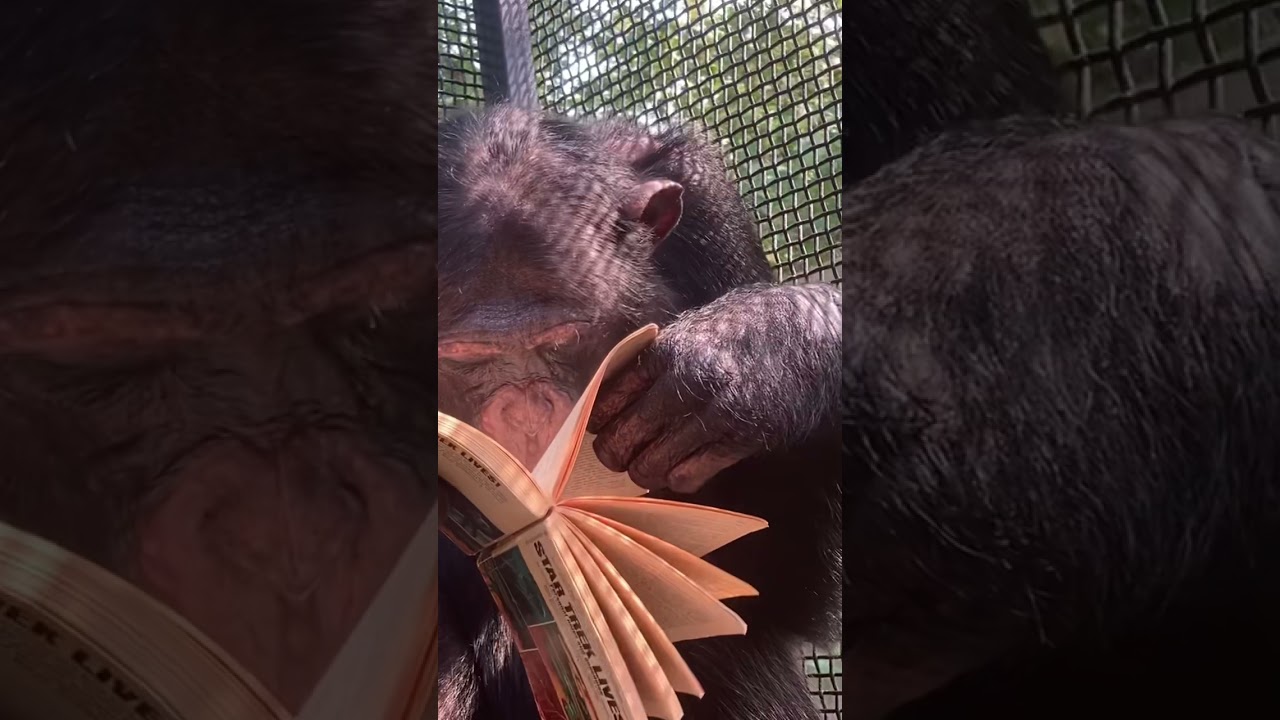 Chimpanzee Reads Books
