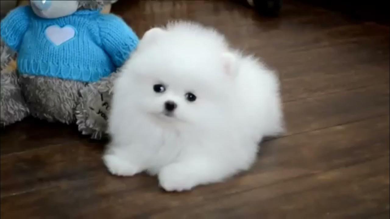 Pomeranian Alb Boo  - YouTube