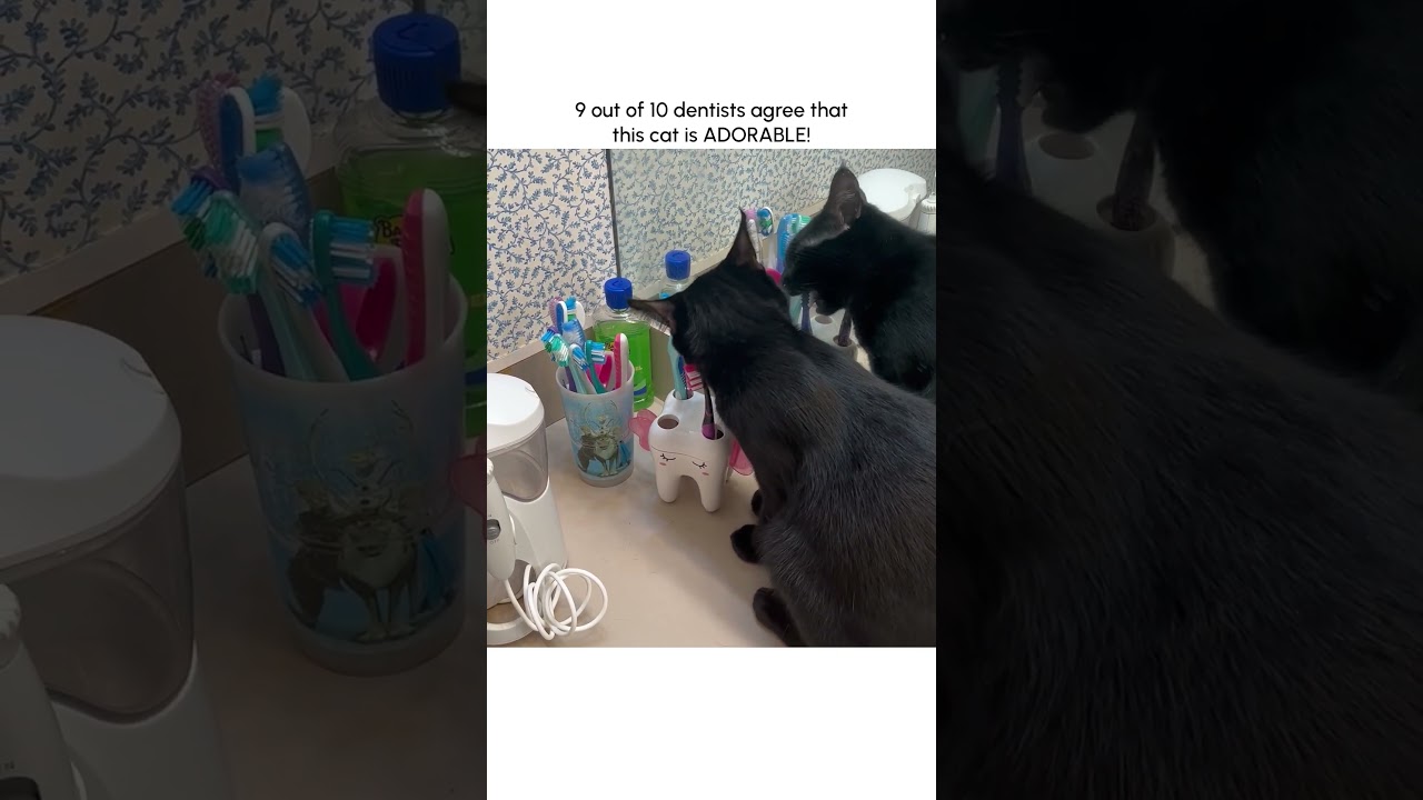Hilarious Cat Steals Toothbrush!