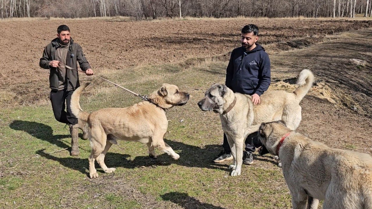 KEŞE DEV BİR RAKİP GELDİ (KATİL )