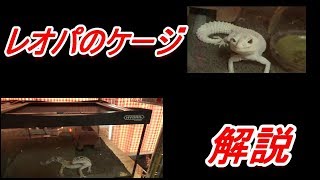 3種類のレオパのケージの解説~LeopardGeckolove～