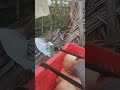 Butternut Harvest Process