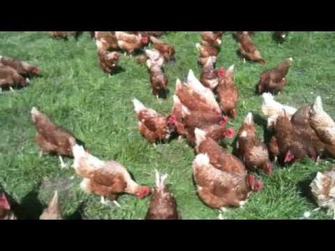 Vital Farms-Hens on Winter Pasture